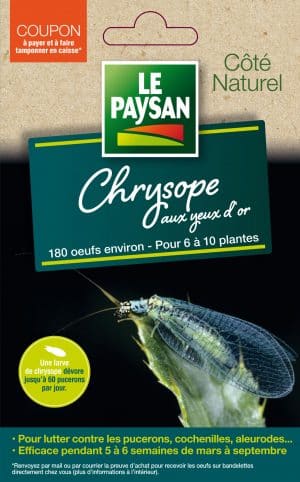 CHRYSOPES : 6 bandelettes d'œufs de chrysopes pour 8m²