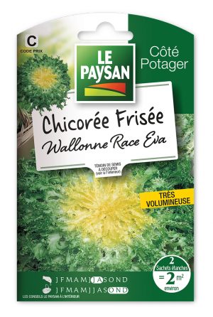 CHICOREE FRISEE - WALLONNE RACE  EVA