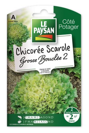 CHICOREE SCAROLE - GROSSE BOUCLEE 2