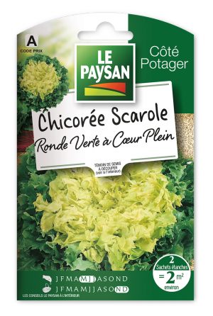 CHICOREE SCAROLE - RONDE VERTE A CŒUR PLEIN