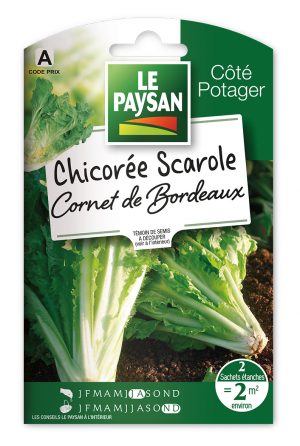 CHICOREE SCAROLE - CORNET DE BORDEAUX