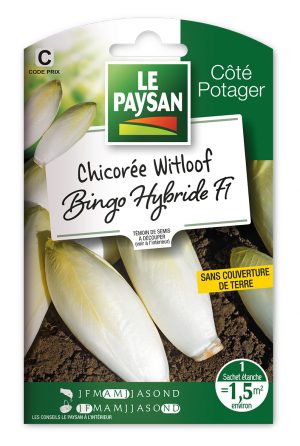 CHICORÉE WITLOOF - ENDIVE ZOOM HYBRIDE F1