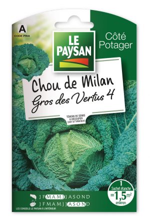 CHOU DE MILAN - GROS DES VERTUS 4