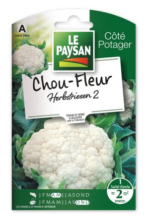 CHOU-FLEUR - AUTUMN GIANT 4 (GEANT D'AUTOMNE PRIMUS)