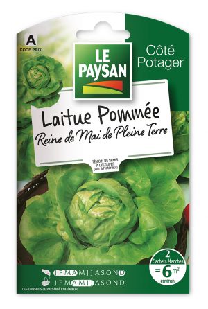 LAITUE - POMMÉE REINE DE MAI DE PLEINE TERRE
