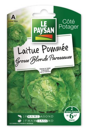 LAITUE - POMMÉE GROSSE BLONDE PARESSEUSE