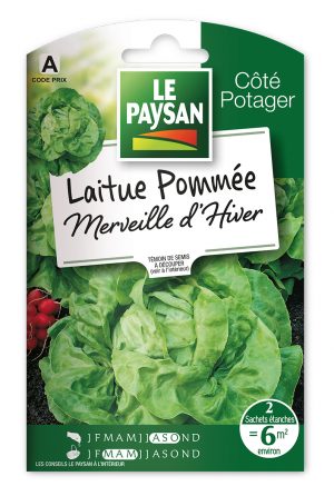 LAITUE - POMMÉE MERVEILLE D'HIVER