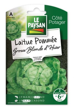 LAITUE - POMMÉE GROSSE BLONDE D'HIVER