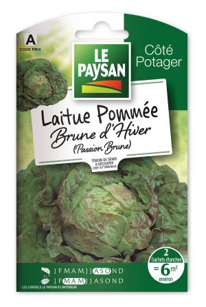 LAITUE - POMMÉE BRUNE D'HIVER (PASSION BRUNE)