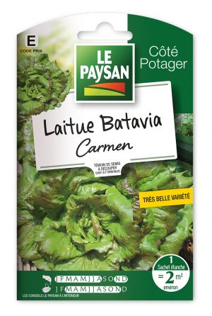 LAITUE - BATAVIA CARMEN