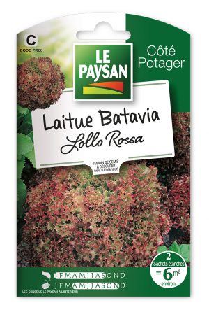 LAITUE - BATAVIA LOLLO ROSSA