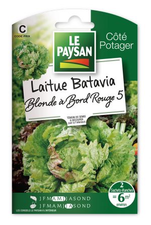 LAITUE - BATAVIA BLONDE A BORD ROUGE 5