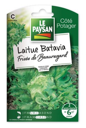 LAITUE - BATAVIA FRISEE DE BEAUREGARD