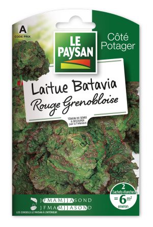 LAITUE - BATAVIA ROUGE GRENOBLOISE