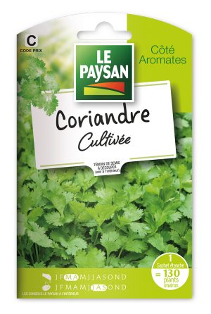 CORIANDRE - CULTIVEE