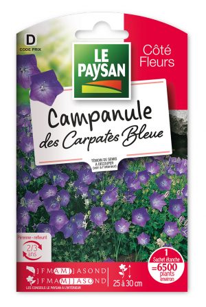 CAMPANULE - DES CARPATES BLEUE