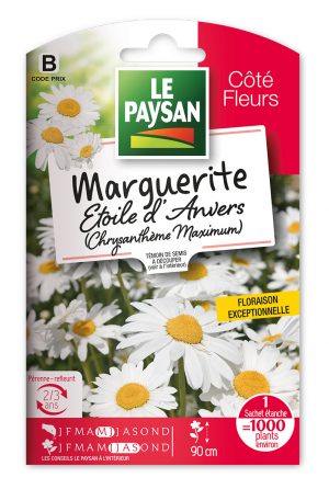 MARGUERITE - ETOILE D'ANVERS  (CHRYSANTHÈME MAXIMUM)