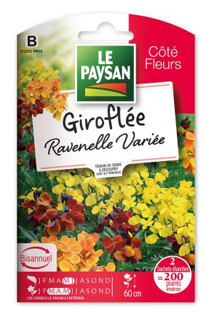 GIROFLEE - RAVENELLE VARIEE