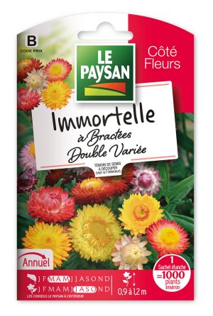 IMMORTELLE - A BRACTEES DOUBLE VARIEE