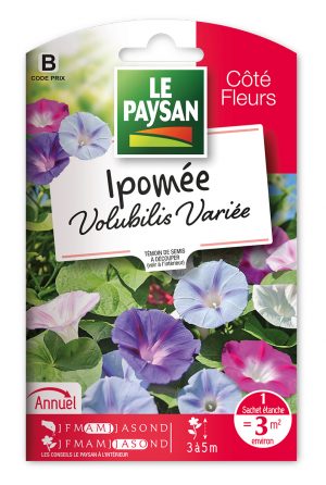 IPOMEE - VOLUBILIS VARIEE