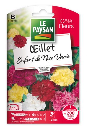 OEILLET ENFANT DE NICE - VARIE