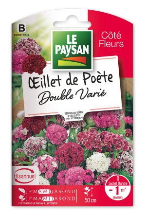 OEILLET DE POETE - DOUBLE VARIE