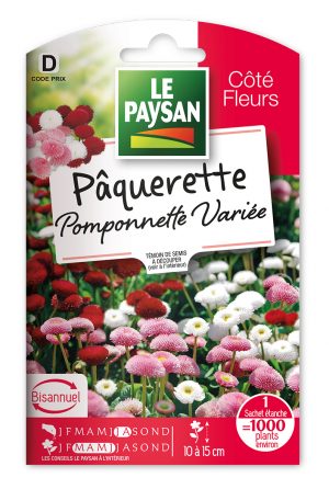 PAQUERETTE  - POMPONNETTE VARIEE