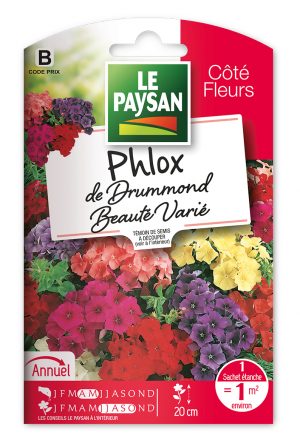 PHLOX DE DRUMMOND - BEAUTE VARIE