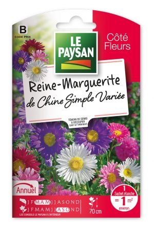 REINE-MARGUERITE - DE CHINE SIMPLE VARIEE