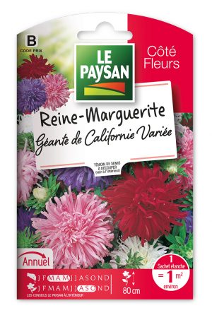 REINE-MARGUERITE - GEANTE DE CALIFORNIE VARIEE
