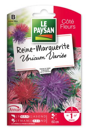 REINE-MARGUERITE - UNICUM VARIEE