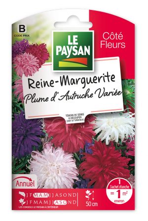 REINE-MARGUERITE - PLUME D'AUTRUCHE VARIEE
