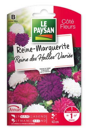 REINE-MARGUERITE - REINE DES HALLES VARIEE