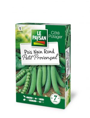 POIS NAIN - PETIT PROVENCAL