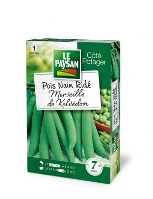 POIS NAIN - MERVEILLE DE KELVEDON