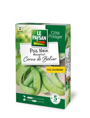 POIS NAIN - MANGETOUT CORNE DE BELIER