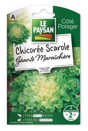 CHICOREE - SCAROLE GEANTE MARAICHERE
