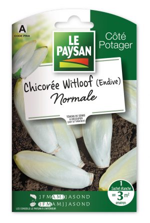CHICORÉE WITLOOF - (ENDIVE) NORMALE