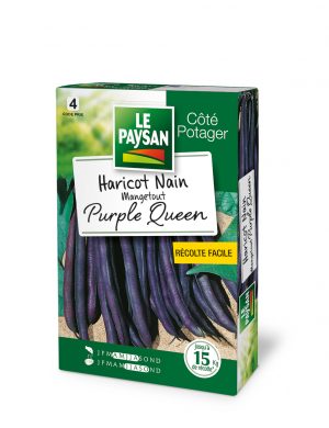 HARICOT NAIN - MANGETOUT PURPLE QUEEN