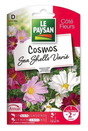 COSMOS - GEANT SEA SHELLS VARIE