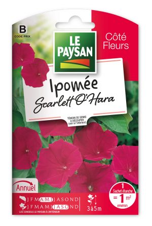 IPOMEE - A GRANDE FLEUR SCARLETT O'HARA
