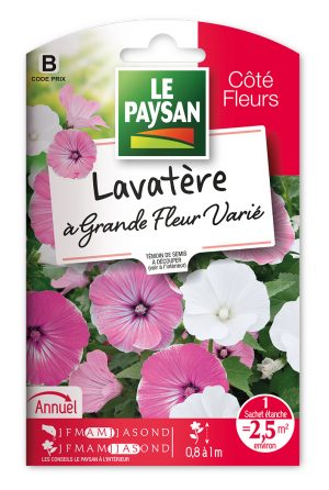 LAVATÈRE - À GRANDE FLEUR VARIÉE
