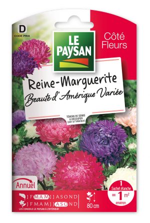 REINE-MARGUERITE - BEAUTE D'AMERIQUE VARIEE