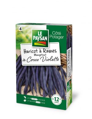 HARICOT A RAMES - MANGETOUT A COSSE VIOLETTE