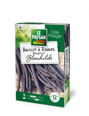 HARICOT A RAMES - MANGETOUT BLAUHILDE