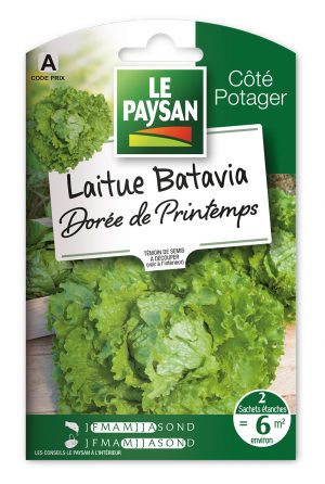 LAITUE - BATAVIA DOREE DE PRINTEMPS