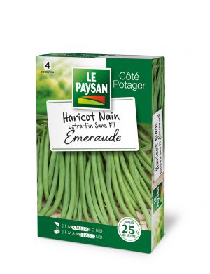 HARICOT NAIN - EXTRA-FIN SANS-FIL EMERAUDE