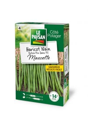 HARICOT NAIN - EXTRA-FIN SANS-FIL MASCOTTE